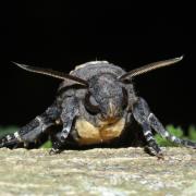 Acherontia atropos (Linnaeus, 1758) - Sphinx Tête-de-Mort