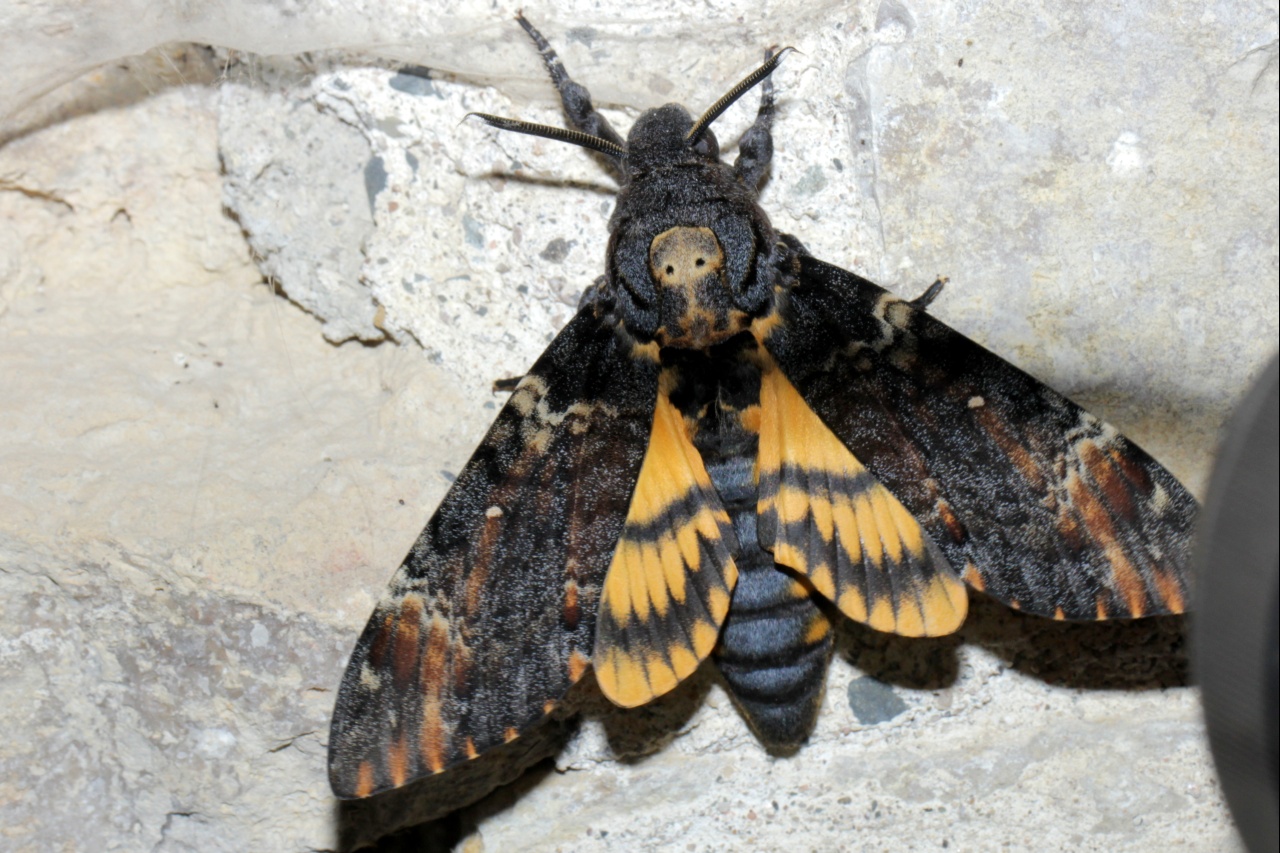 Acherontia atropos (Linnaeus, 1758) - Sphinx Tête-de-Mort