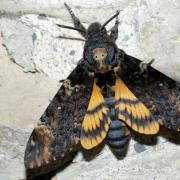 Acherontia atropos (Linnaeus, 1758) - Sphinx Tête-de-Mort