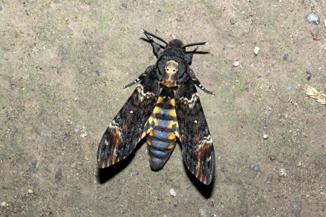 Acherontia atropos (Linnaeus, 1758) - Sphinx Tête-de-Mort