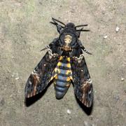 Acherontia atropos (Linnaeus, 1758) - Sphinx Tête-de-Mort