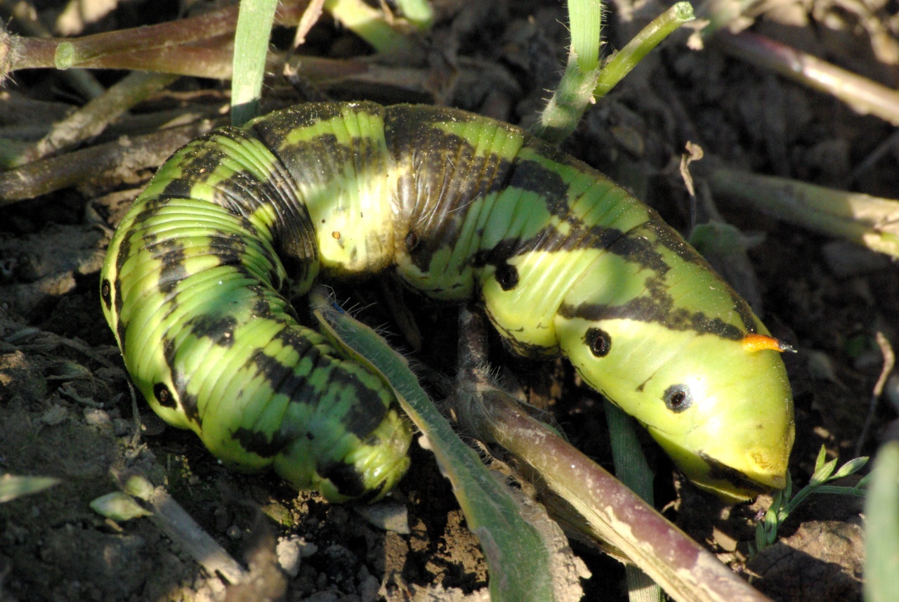 Agrius convolvuli (Linnaeus, 1758) - Sphinx du Liseron (chenille)