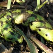 Agrius convolvuli (Linnaeus, 1758) - Sphinx du Liseron (chenille)