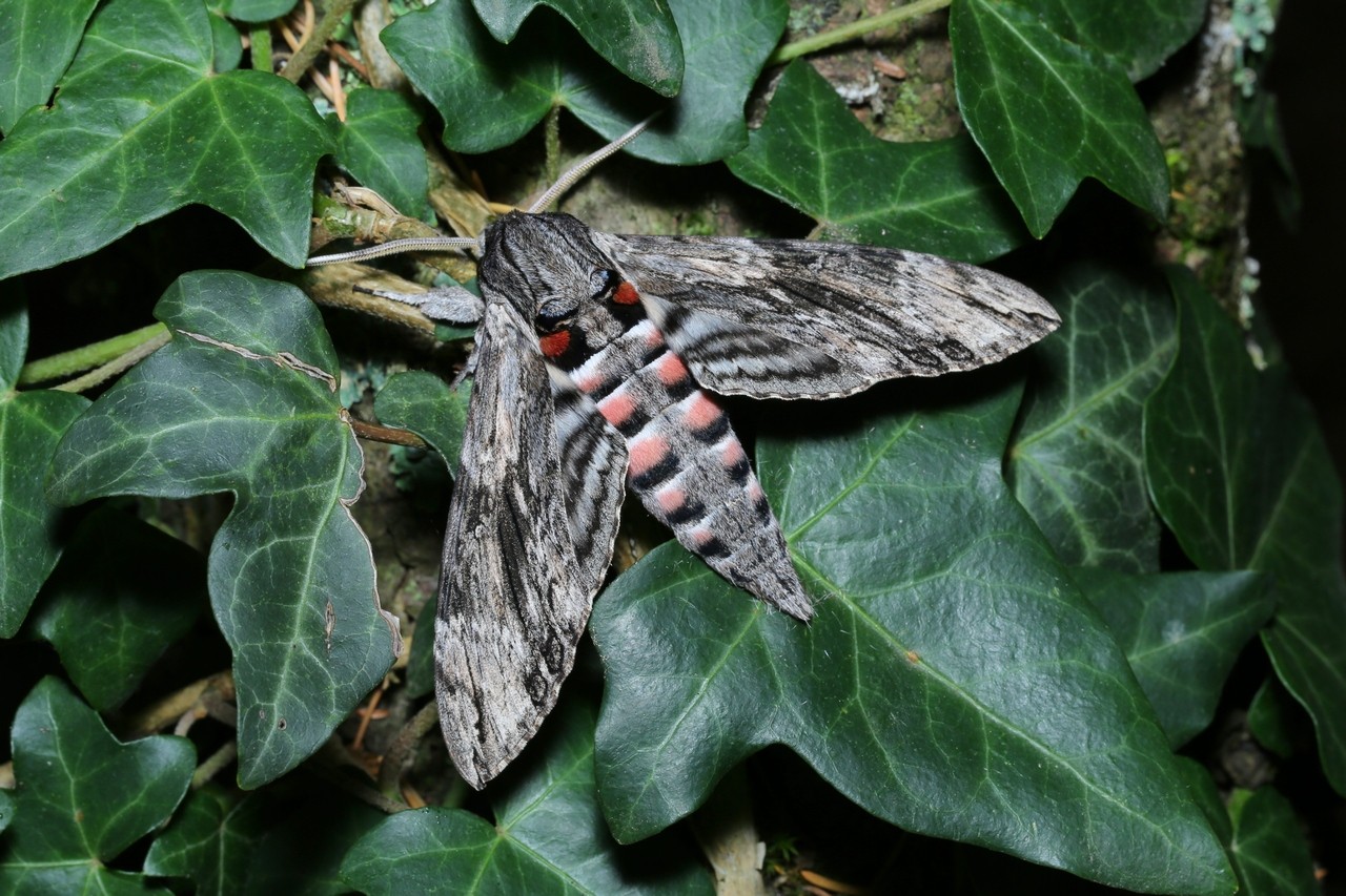 Agrius convolvuli (Linnaeus, 1758) - Sphinx du Liseron (mâle)