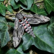 Agrius convolvuli (Linnaeus, 1758) - Sphinx du Liseron (mâle)