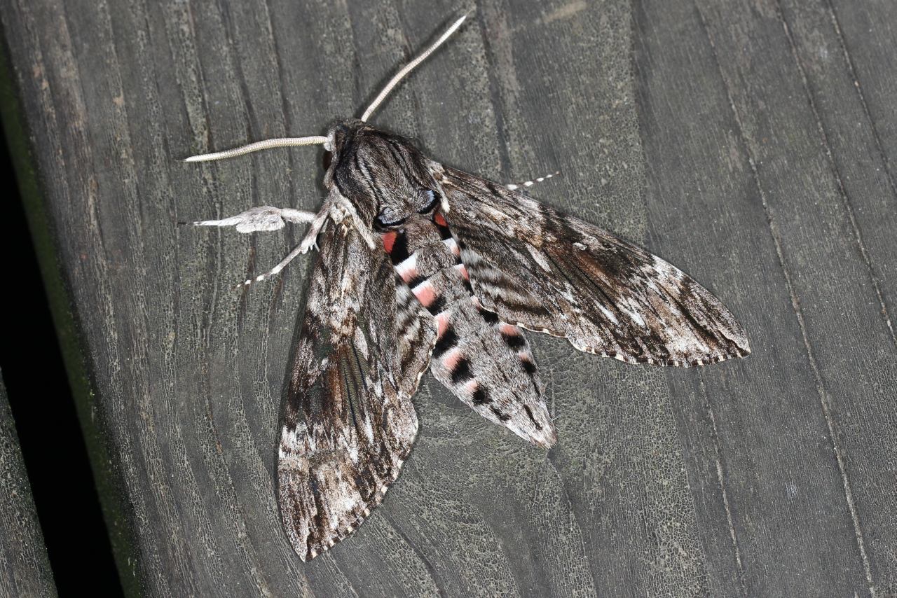 Agrius convolvuli (Linnaeus, 1758) - Sphinx du Liseron (mâle)