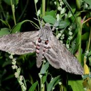 Agrius convolvuli (Linnaeus, 1758) - Sphinx du Liseron (femelle)