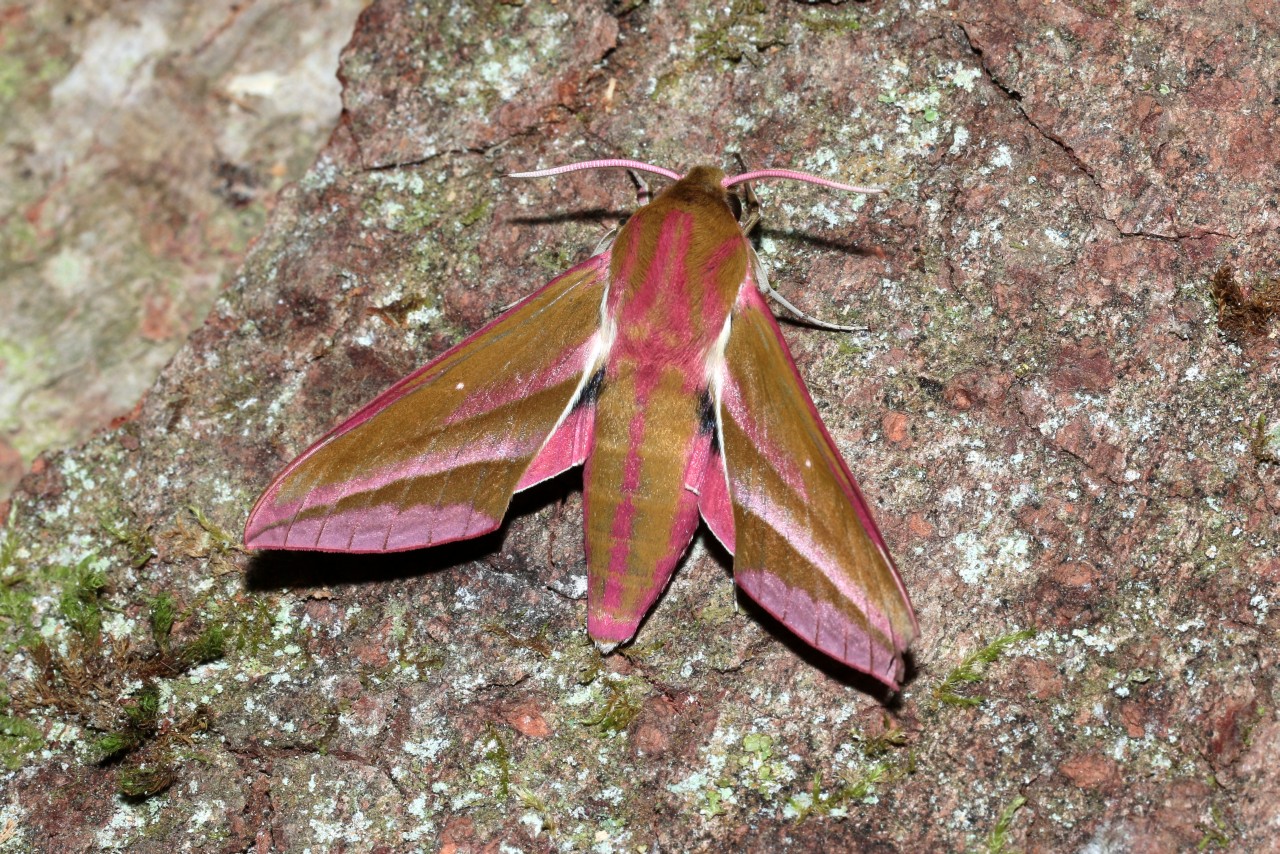 Deilephila elpenor (Linnaeus, 1758) - Grand Sphinx de la Vigne, Grand Pourceau