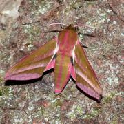 Deilephila elpenor (Linnaeus, 1758) - Grand Sphinx de la Vigne, Grand Pourceau