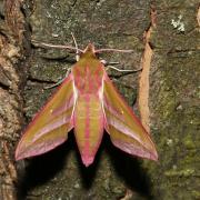 Deilephila elpenor (Linnaeus, 1758) - Grand Sphinx de la Vigne, Grand Pourceau