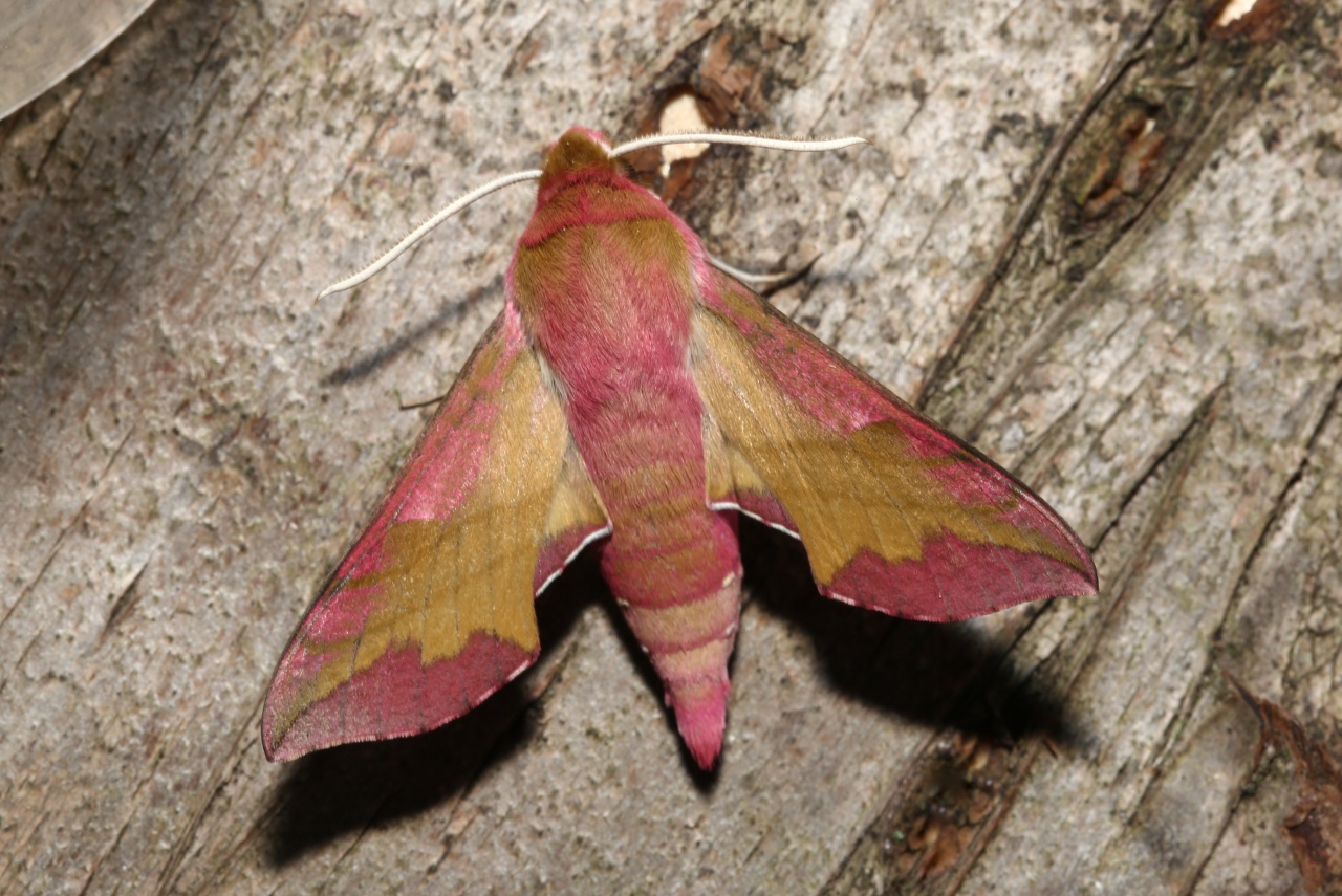 Deilephila porcellus (Linnaeus, 1758) - Petit Sphinx de la vigne, Petit Pourceau