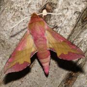 Deilephila porcellus (Linnaeus, 1758) - Petit Sphinx de la vigne, Petit Pourceau