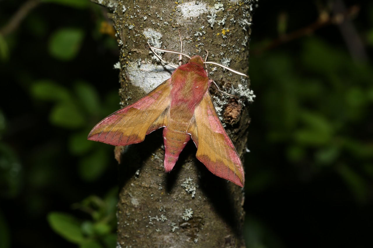 Deilephila porcellus (Linnaeus, 1758) - Petit Sphinx de la vigne, Petit Pourceau