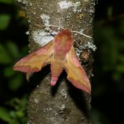 Deilephila porcellus (Linnaeus, 1758) - Petit Sphinx de la vigne, Petit Pourceau