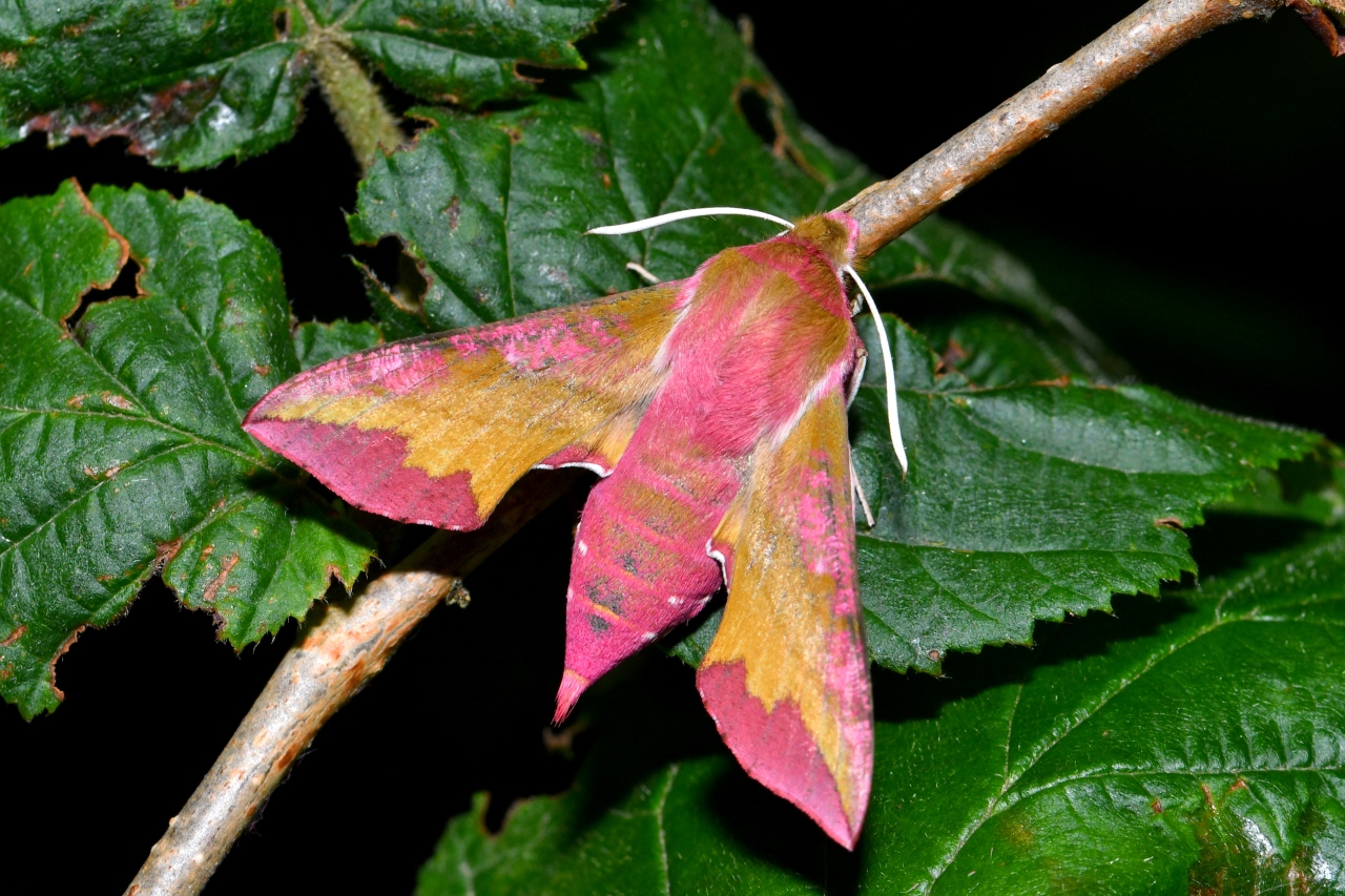 Deilephila porcellus (Linnaeus, 1758) - Petit Sphinx de la vigne, Petit Pourceau