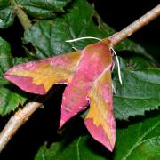 Deilephila porcellus (Linnaeus, 1758) - Petit Sphinx de la vigne, Petit Pourceau