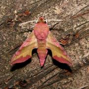 Deilephila porcellus (Linnaeus, 1758) - Petit Sphinx de la vigne, Petit Pourceau