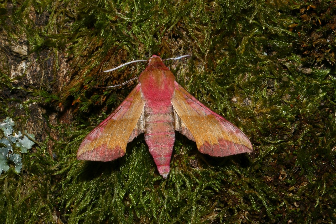 Deilephila porcellus (Linnaeus, 1758) - Petit Sphinx de la vigne, Petit Pourceau