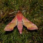Deilephila porcellus (Linnaeus, 1758) - Petit Sphinx de la vigne, Petit Pourceau