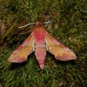 Deilephila porcellus (Linnaeus, 1758) - Petit Sphinx de la vigne, Petit Pourceau