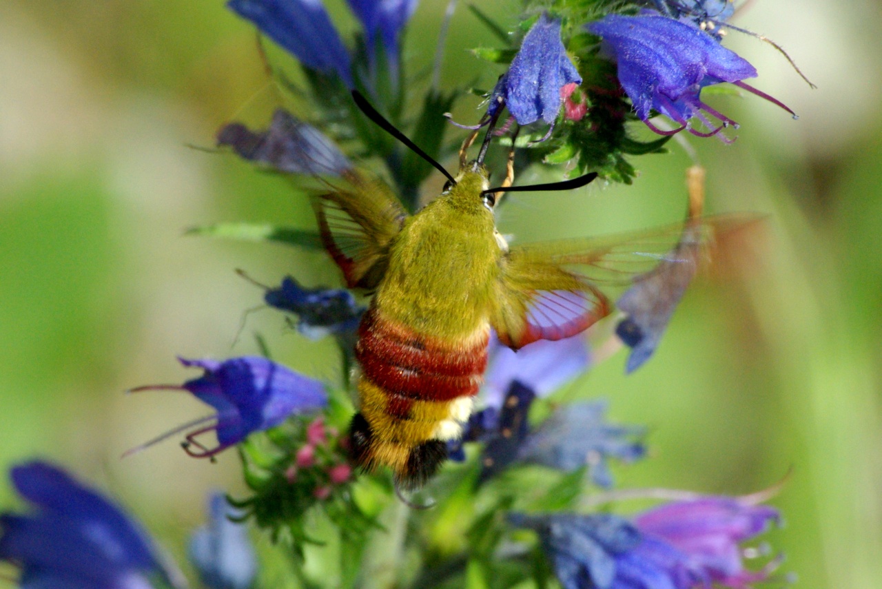 Hemaris fuciformis (Linnaeus, 1758) - Sphinx gazé, Sphinx du Chèvrefeuille