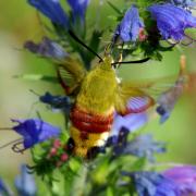 Hemaris fuciformis (Linnaeus, 1758) - Sphinx gazé, Sphinx du Chèvrefeuille