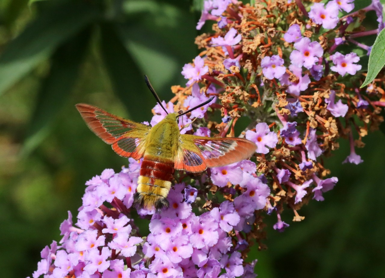 Hemaris fuciformis (Linnaeus, 1758) - Sphinx gazé, Sphinx du Chèvrefeuille