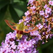 Hemaris fuciformis (Linnaeus, 1758) - Sphinx gazé, Sphinx du Chèvrefeuille