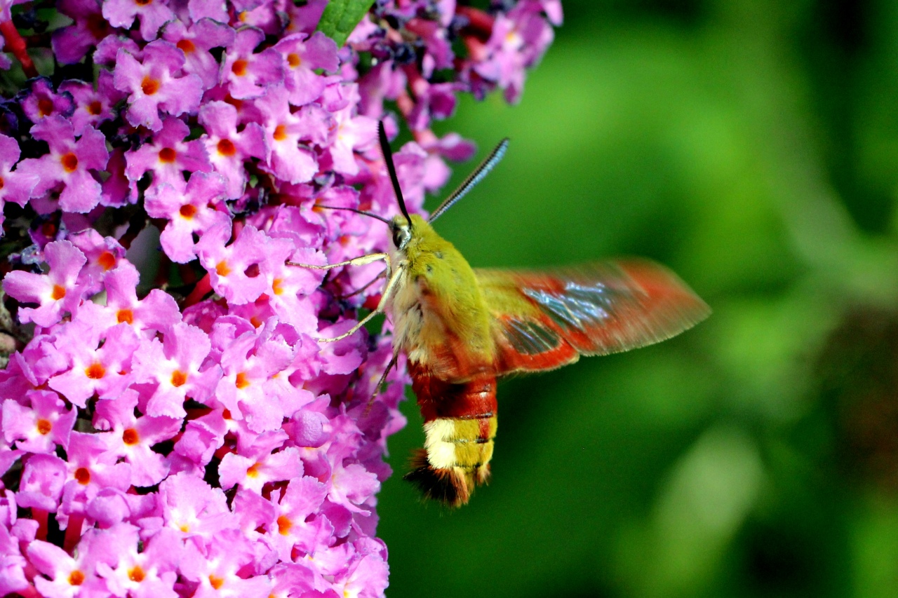 Hemaris fuciformis (Linnaeus, 1758) - Sphinx gazé, Sphinx du Chèvrefeuille