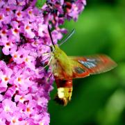 Hemaris fuciformis (Linnaeus, 1758) - Sphinx gazé, Sphinx du Chèvrefeuille