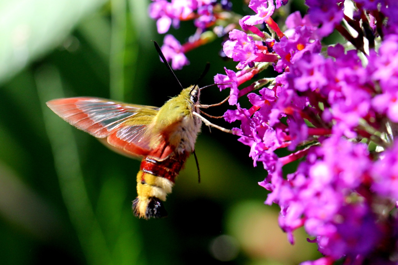 Hemaris fuciformis (Linnaeus, 1758) - Sphinx gazé, Sphinx du Chèvrefeuille