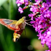 Hemaris fuciformis (Linnaeus, 1758) - Sphinx gazé, Sphinx du Chèvrefeuille