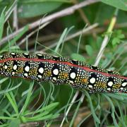 Hyles euphorbiae (Linnaeus, 1758) - Sphinx de l'Euphorbe (chenille)