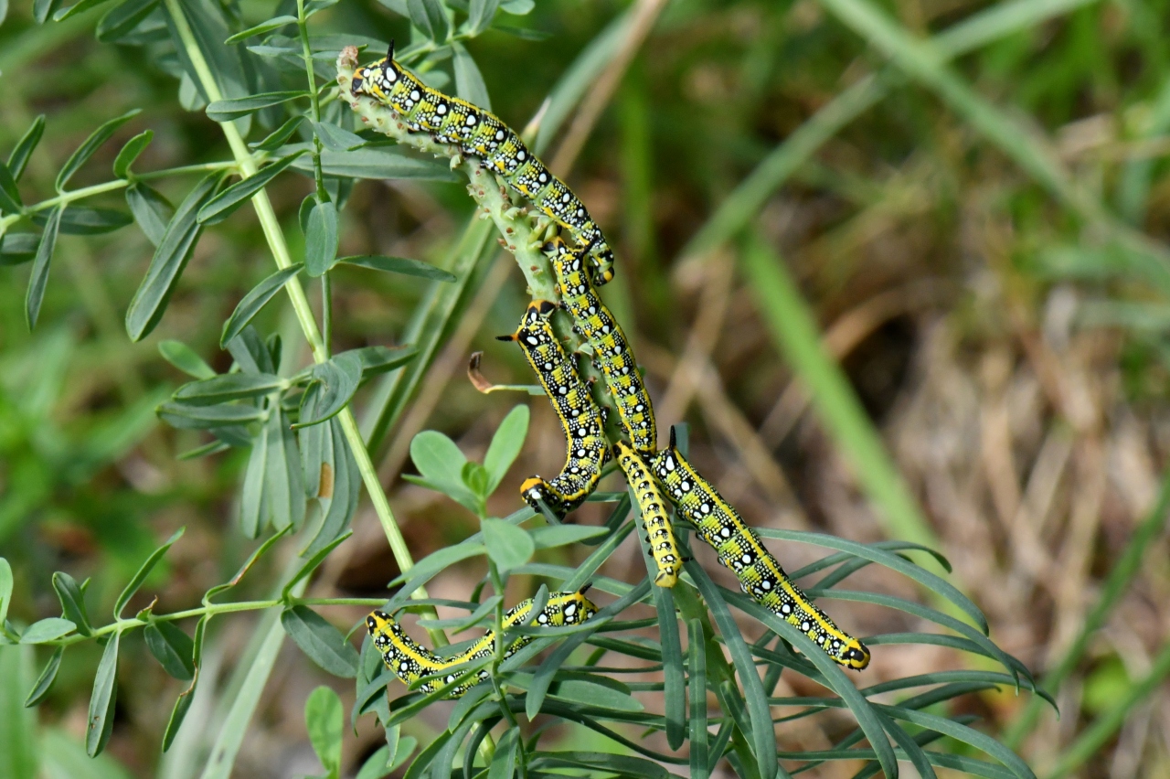 Hyles euphorbiae (Linnaeus, 1758) - Sphinx de l'Euphorbe (chenilles)