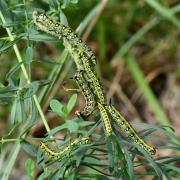 Hyles euphorbiae (Linnaeus, 1758) - Sphinx de l'Euphorbe (chenilles)