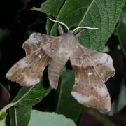 Laothoe populi (Linnaeus, 1758) - Sphinx du Peuplier