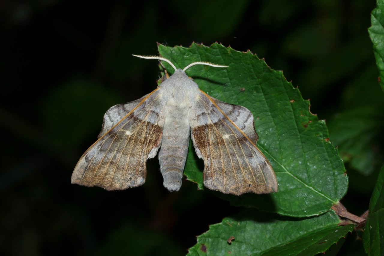 Laothoe populi (Linnaeus, 1758) - Sphinx du Peuplier