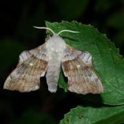 Laothoe populi (Linnaeus, 1758) - Sphinx du Peuplier