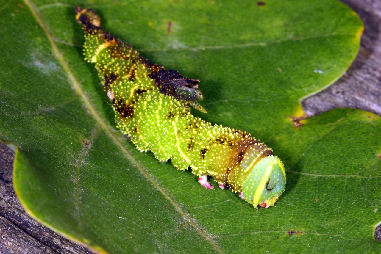 Laothoe populi (Linnaeus, 1758) - Sphinx du Peuplier (chenille parasitée)