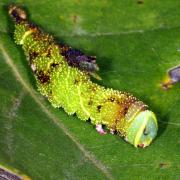 Laothoe populi (Linnaeus, 1758) - Sphinx du Peuplier (chenille parasitée)