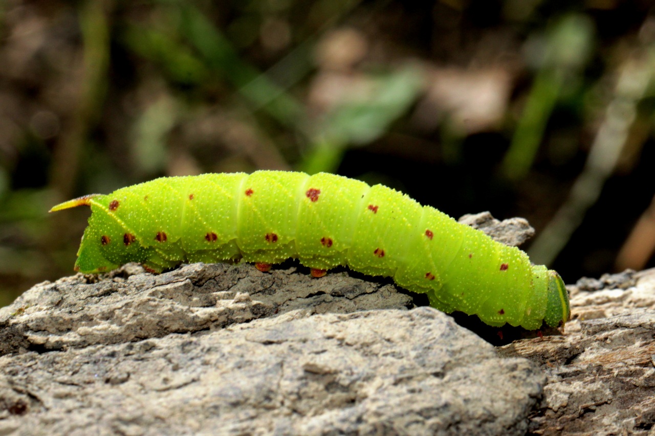 Laothoe populi (Linnaeus, 1758) - Sphinx du Peuplier (chenille)