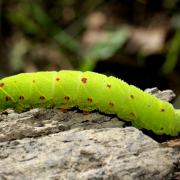 Laothoe populi (Linnaeus, 1758) - Sphinx du Peuplier (chenille)