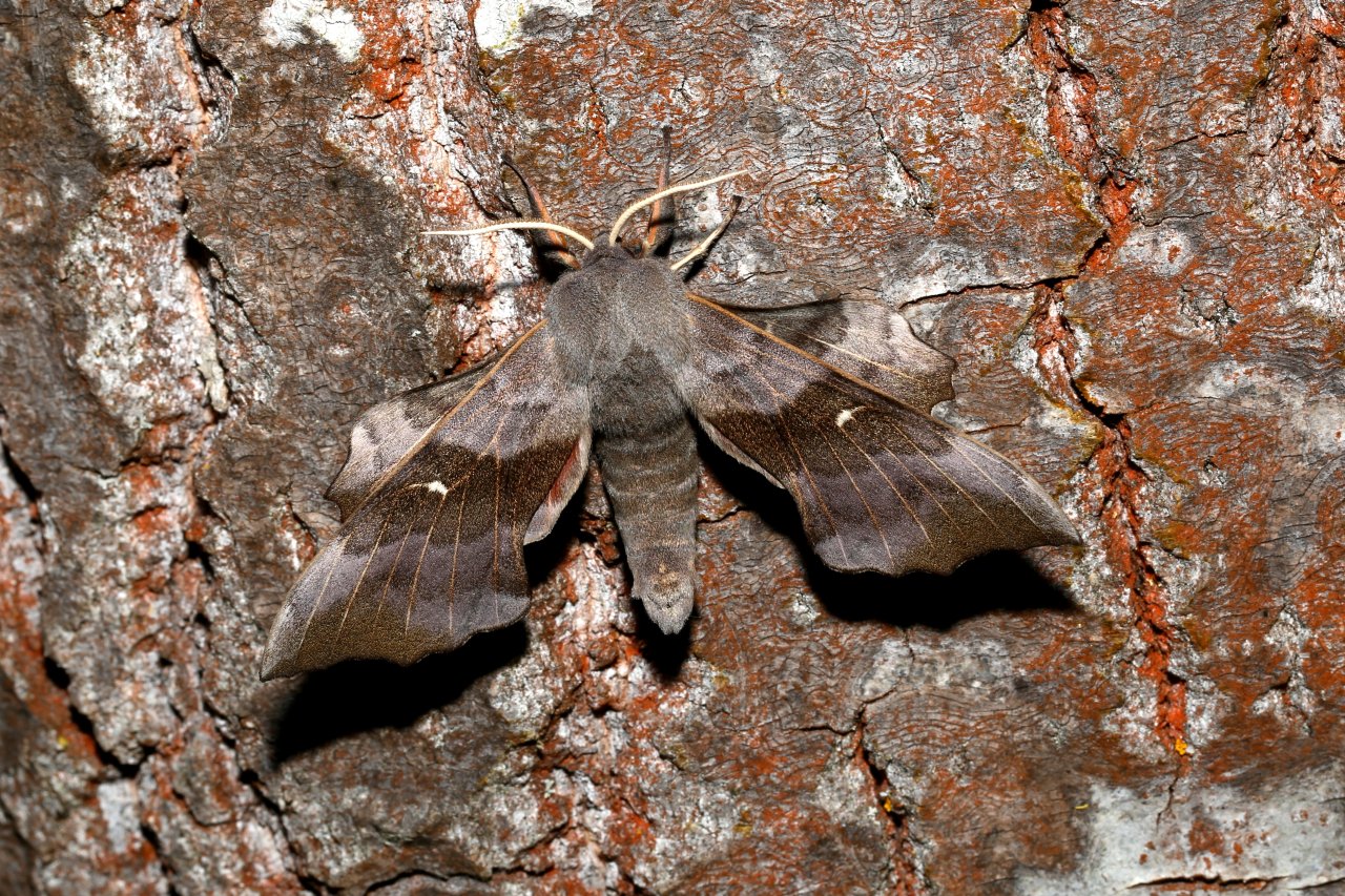 Laothoe populi (Linnaeus, 1758) - Sphinx du Peuplier