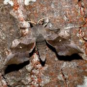 Laothoe populi (Linnaeus, 1758) - Sphinx du Peuplier