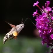 Macroglossum stellatarum (Linnaeus, 1758) - Moro-Sphinx, Sphinx du Caille-Lait