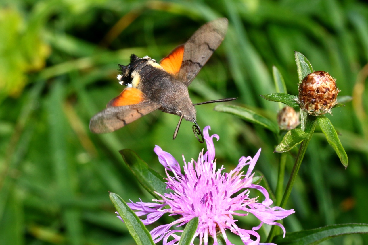 Macroglossum stellatarum (Linnaeus, 1758) - Moro-Sphinx, Sphinx du Caille-Lait