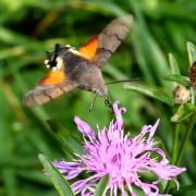 Macroglossum stellatarum (Linnaeus, 1758) - Moro-Sphinx, Sphinx du Caille-Lait