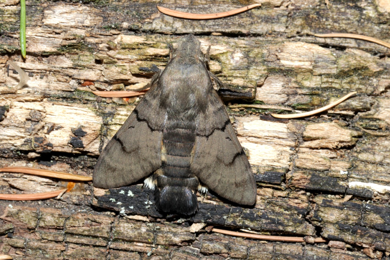 Macroglossum stellatarum (Linnaeus, 1758) - Moro-Sphinx, Sphinx du Caille-Lait