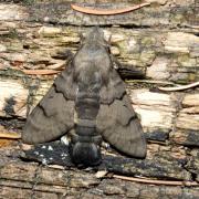 Macroglossum stellatarum (Linnaeus, 1758) - Moro-Sphinx, Sphinx du Caille-Lait