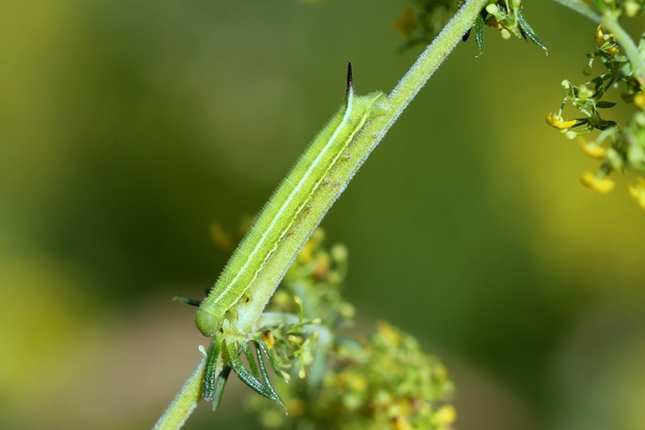 Macroglossum stellatarum (Linnaeus, 1758) - Moro-Sphinx  (chenille L3)